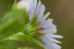 Purplestem aster